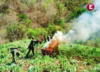 Marinos destruyen cuatro plantíos de marihuana en Nayarit