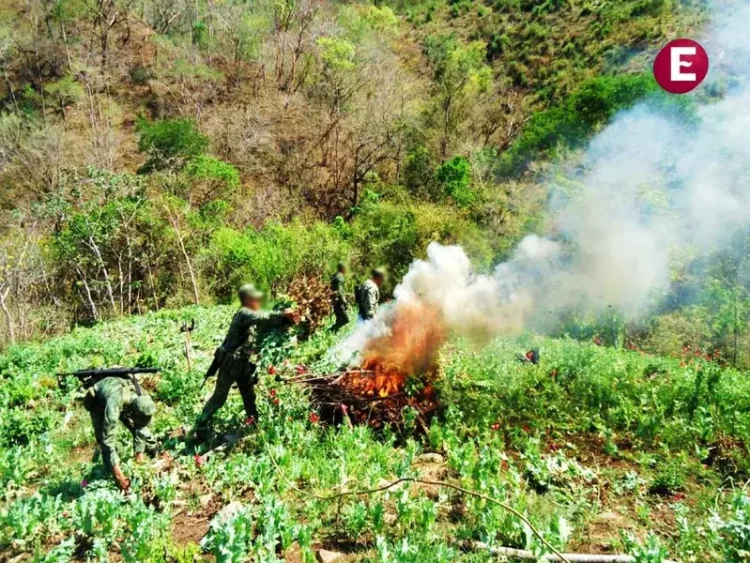 Marinos destruyen cuatro plantíos de marihuana en Nayarit