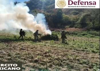 Defensa y Fuerza Aérea queman amapola y marihuana en 6 estados