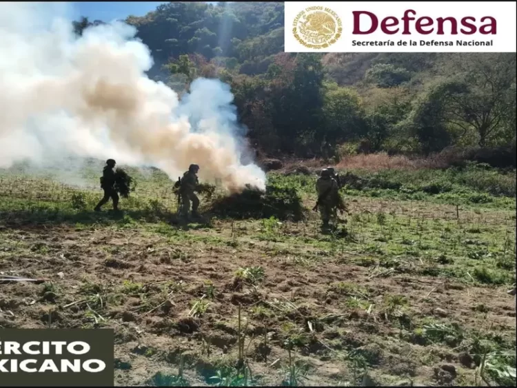 Defensa y Fuerza Aérea queman amapola y marihuana en 6 estados
