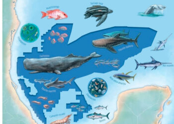 Oceana propone zona de veda petrolera en el Golfo de México