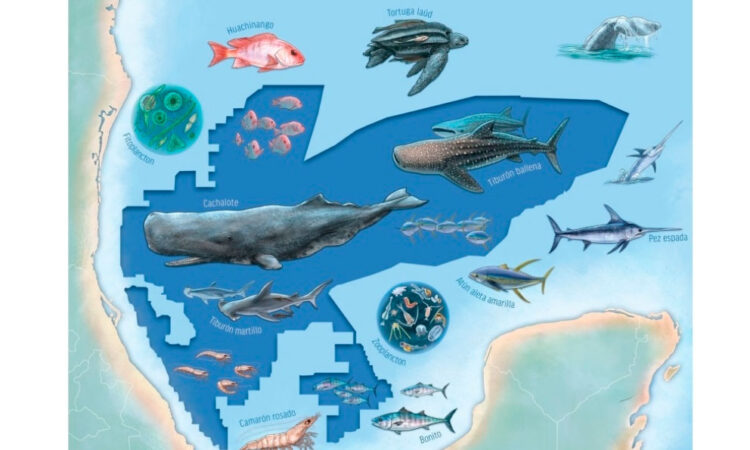 Oceana propone zona de veda petrolera en el Golfo de México