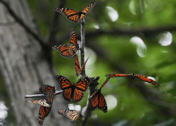 Crece la superficie ocupada por la Monarca, pero sigue lejos de su máximo