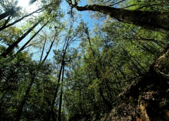 Reafirman compromiso por la biodiversidad en “El Cielo”