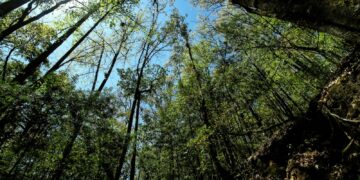 Reafirman compromiso por la biodiversidad en “El Cielo”