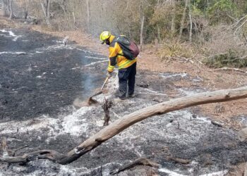 Fiscalía abre carpetas de investigación por incendios forestales en sur de Tamaulipas