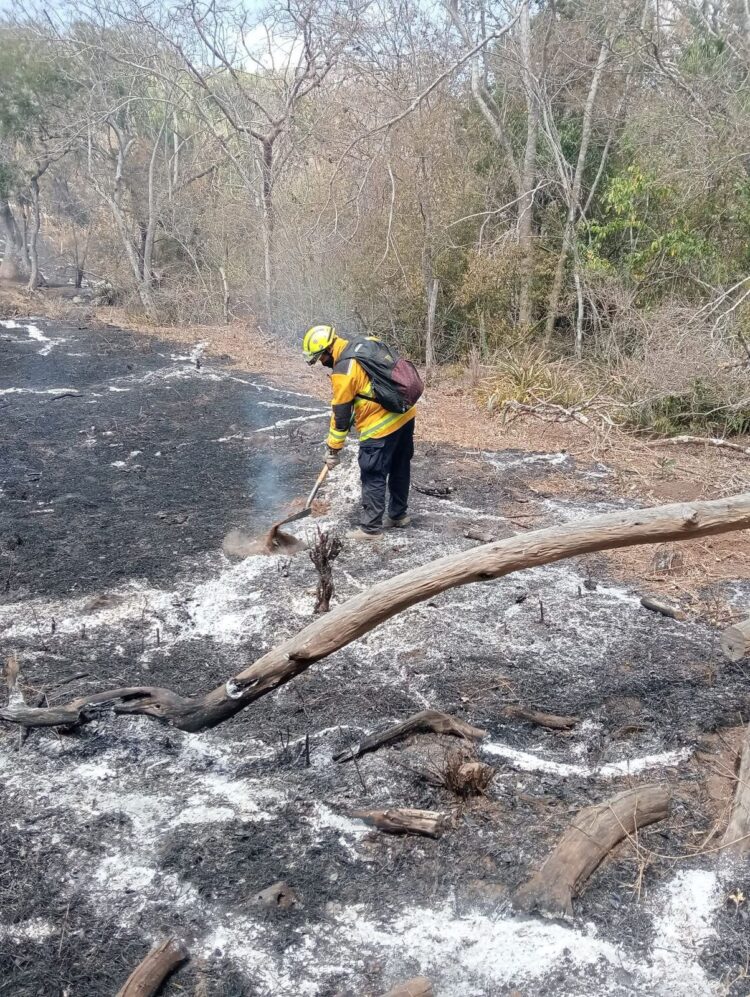 Fiscalía abre carpetas de investigación por incendios forestales en sur de Tamaulipas