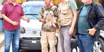 Rescatan a buho en situación vulnerable