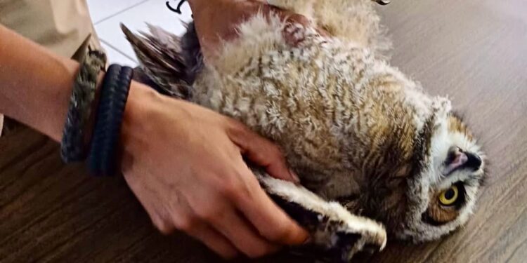 Rescatan a buho en situación vulnerable