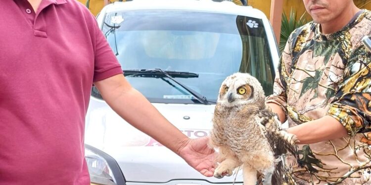 Rescatan a buho en situación vulnerable