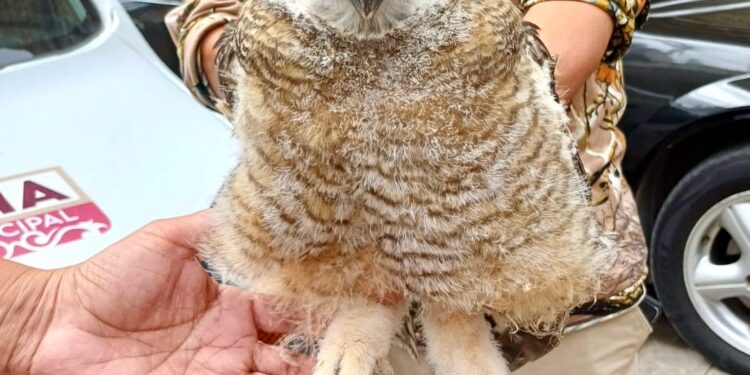 Rescatan a buho en situación vulnerable