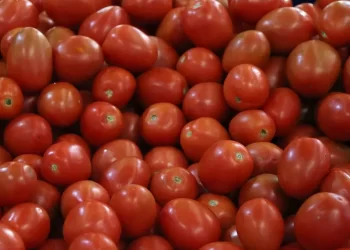 EU impondrá aranceles del 20.91% a tomates mexicanos a partir del 14 de julio