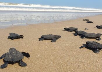 Protege Comisión de Parques y Biodiversidad 30 mil huevos de tortuga lora en litoral de Tamaulipas