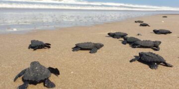 Protege Comisión de Parques y Biodiversidad 30 mil huevos de tortuga lora en litoral de Tamaulipas
