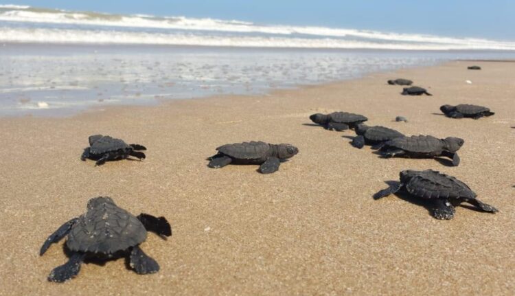 Protege Comisión de Parques y Biodiversidad 30 mil huevos de tortuga lora en litoral de Tamaulipas