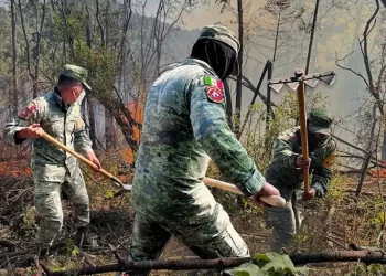 Militares de México destruye 117 plantíos de amapola y 58 plantíos de marihuana en cinco estados