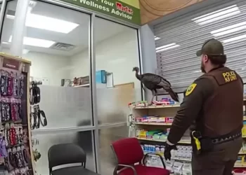 Pavo salvaje irrumpe en farmacia y ataca a clientes en Indiana