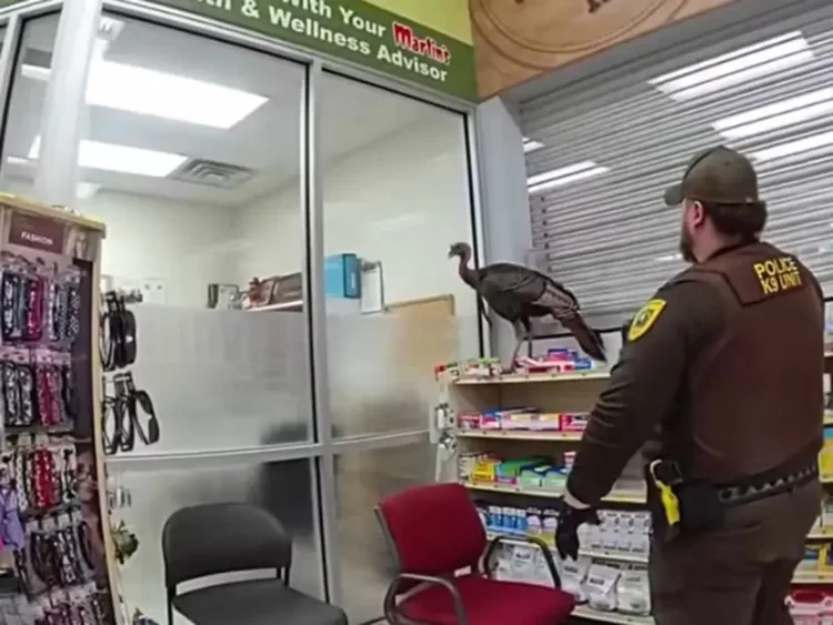 Pavo salvaje irrumpe en farmacia y ataca a clientes en Indiana