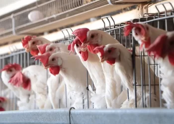 Detectan influenza aviar AH7N3 en granja de Marín, Nuevo León