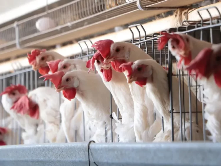 Detectan influenza aviar AH7N3 en granja de Marín, Nuevo León