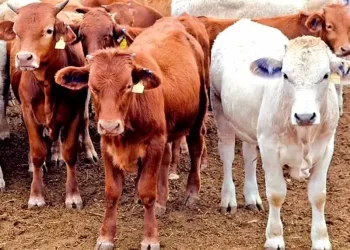 Confirman primer caso de gusano barrenador del ganado en humanos en una anciana de Chiapas