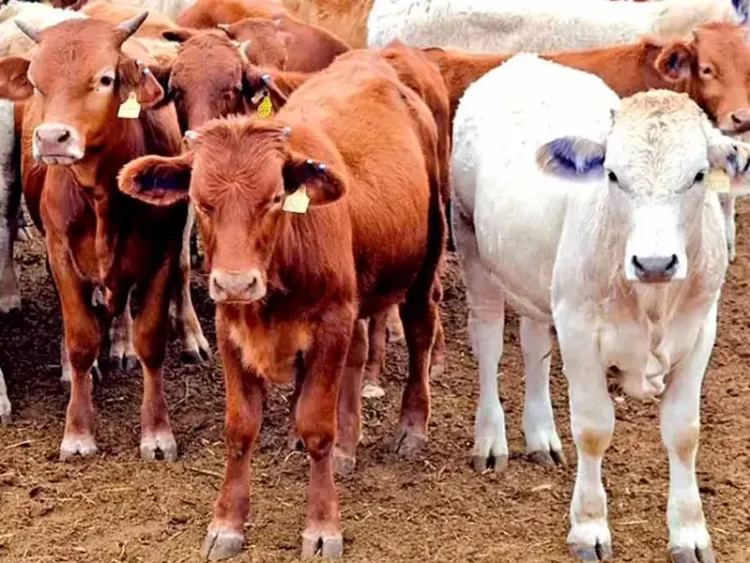 Confirman primer caso de gusano barrenador del ganado en humanos en una anciana de Chiapas