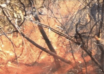 Darán de 2 a 10 años de cárcel a quien provoque incendios forestales en Tamaulipas