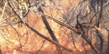 Darán de 2 a 10 años de cárcel a quien provoque incendios forestales en Tamaulipas