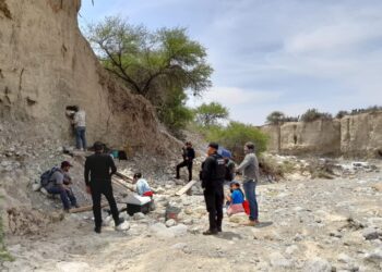Investigan peritos del INAH “restos de mamut” encontrados en Tula, Tamaulipas