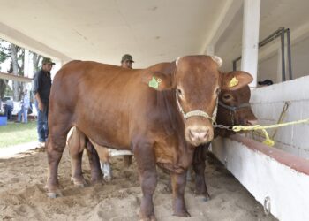 Ofertarán 120 sementales en programa de mejoramiento genético el 10 de abril en Victoria