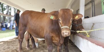 Ofertarán 120 sementales en programa de mejoramiento genético el 10 de abril en Victoria