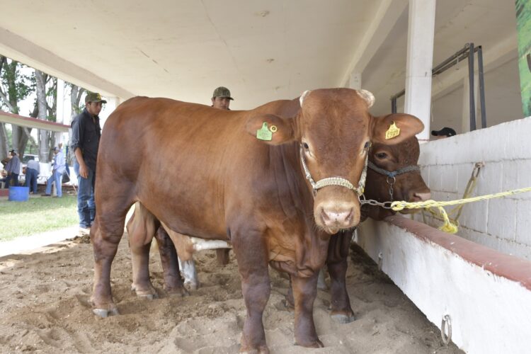Ofertarán 120 sementales en programa de mejoramiento genético el 10 de abril en Victoria