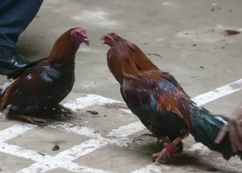 Pelea de gallos termina con una persona asesinada en Querétaro