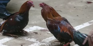 Pelea de gallos termina con una persona asesinada en Querétaro