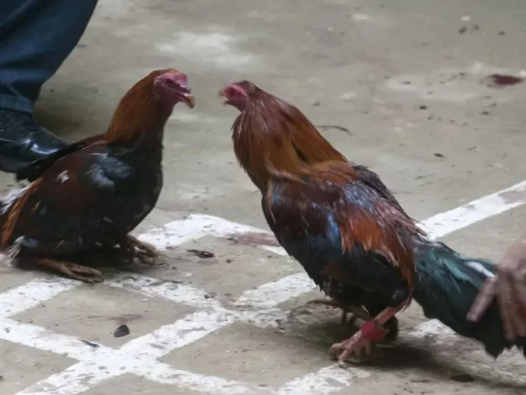 Pelea de gallos termina con una persona asesinada en Querétaro
