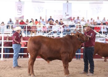 Invita Desarrollo Rural a ganaderos de Tamaulipas al Segundo Concurso del Novillo Gordo