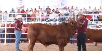 Invita Desarrollo Rural a ganaderos de Tamaulipas al Segundo Concurso del Novillo Gordo