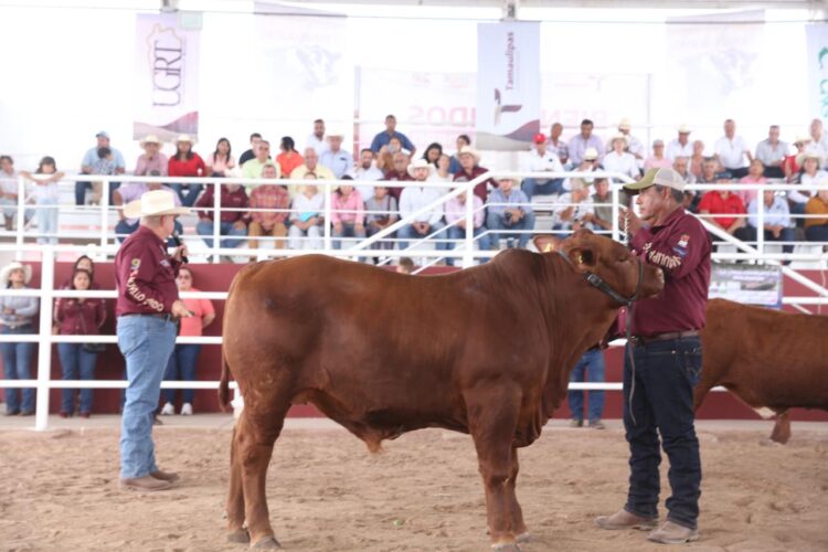 Invita Desarrollo Rural a ganaderos de Tamaulipas al Segundo Concurso del Novillo Gordo