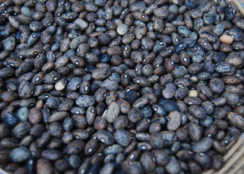 Crean Productora de Semillas para el Bienestar para fortalecer soberanía alimentaria