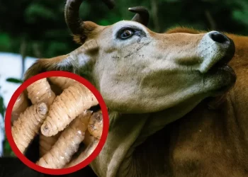 EU podría restringir de nuevo el miércoles al ganado mexicano por brote de gusano barrenador