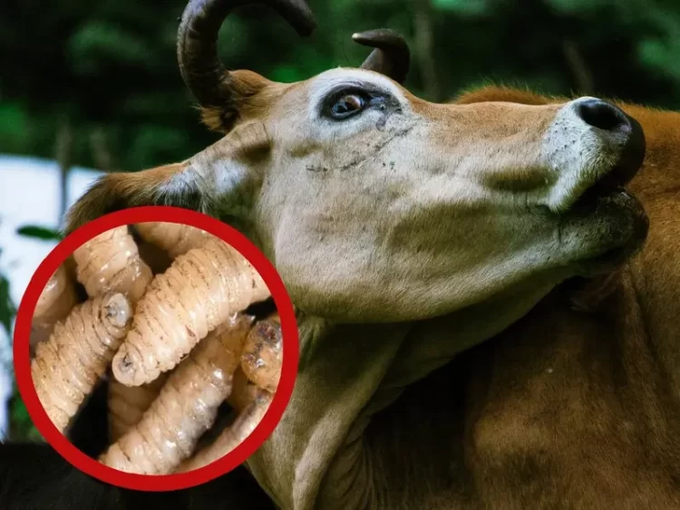 EU podría restringir de nuevo el miércoles al ganado mexicano por brote de gusano barrenador