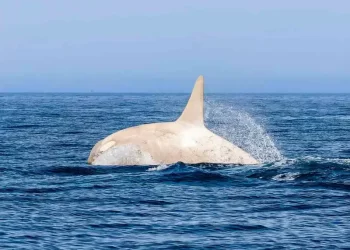 Orca albina sorprende frente a Japón; fotógrafo capta su salto 