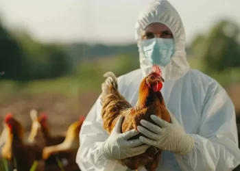 Confirman primer caso humano de influenza aviar H5N1 en México