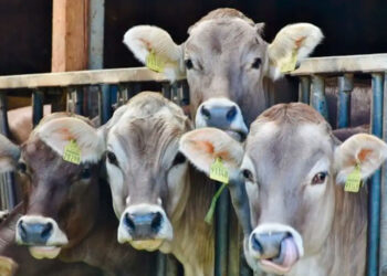 México responde a EU por amenaza de freno al ganado