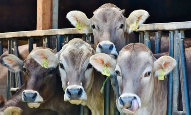 México responde a EU por amenaza de freno al ganado