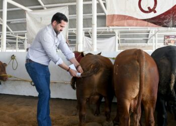 Destina Estado 19 mdp para mejoramiento genético