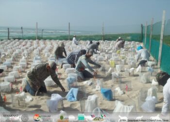 Buscan voluntarios para proteger Playa Rancho Nuevo y Laguna Madre en Tamaulipas
