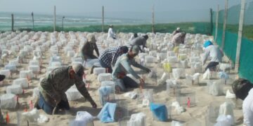 Buscan voluntarios para proteger Playa Rancho Nuevo y Laguna Madre en Tamaulipas