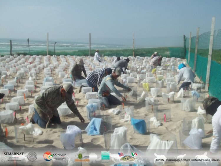 Buscan voluntarios para proteger Playa Rancho Nuevo y Laguna Madre en Tamaulipas