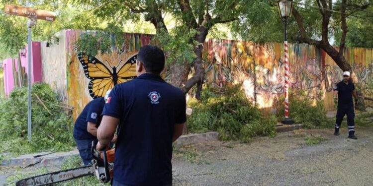 Retiran árbol caído que obstruía calle Zaragoza